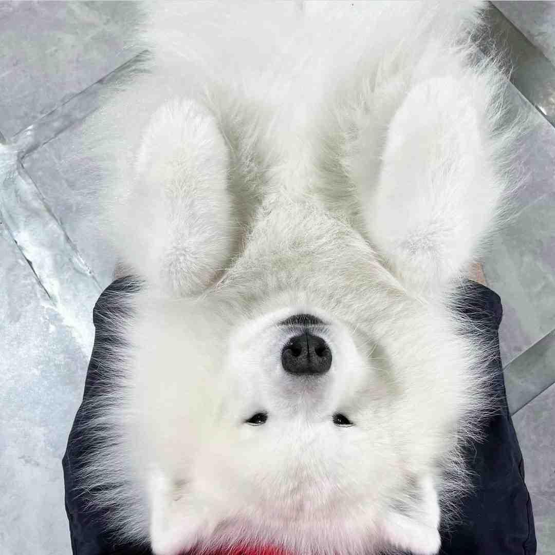 小狗躺怀里的第一视角 