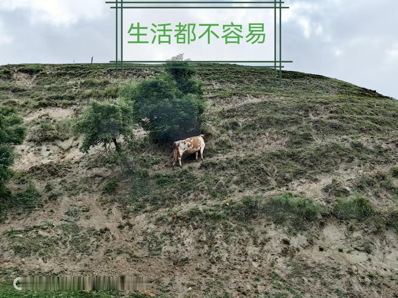 李教授拍摄……