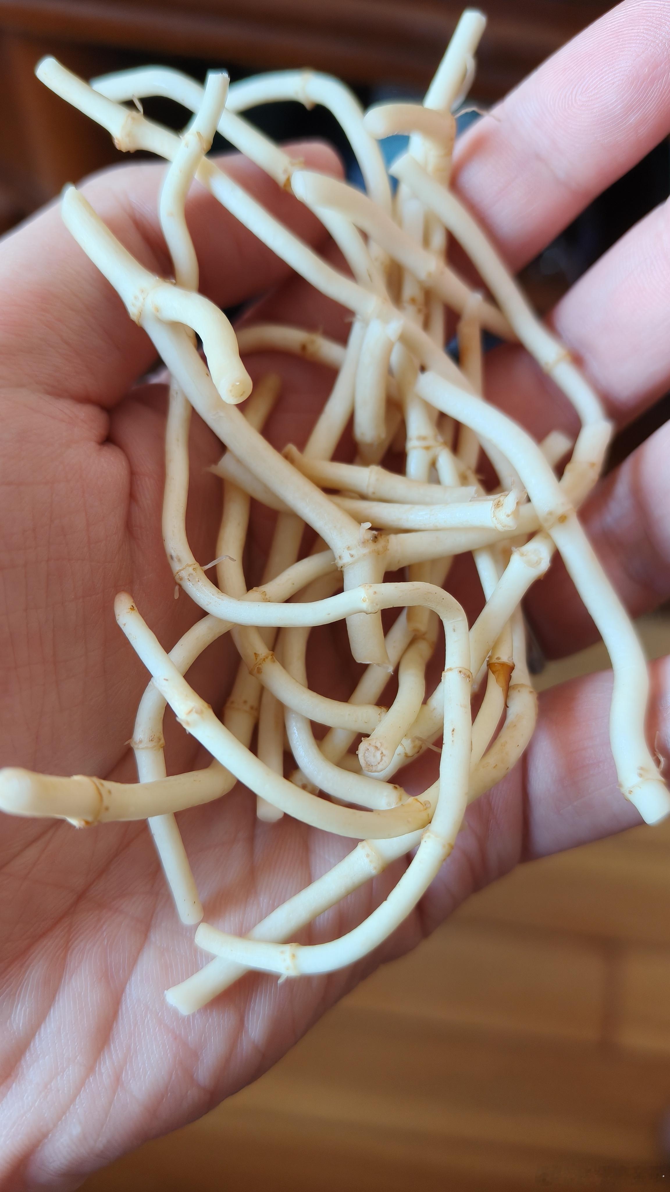 吃上了还是洗干净生吃最好吃晚上再配点草莓蛋糕，来个大金子经典吃法大金子状态电竞大