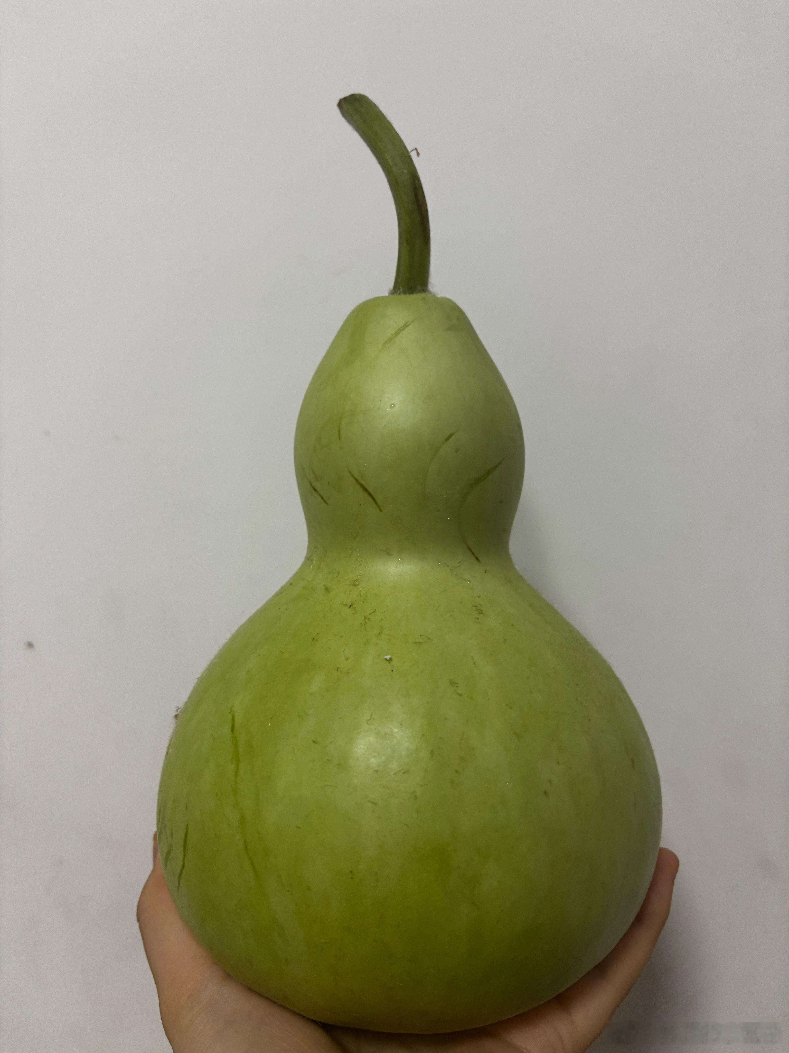 刚去菜园摘的葫芦长的好标准 
