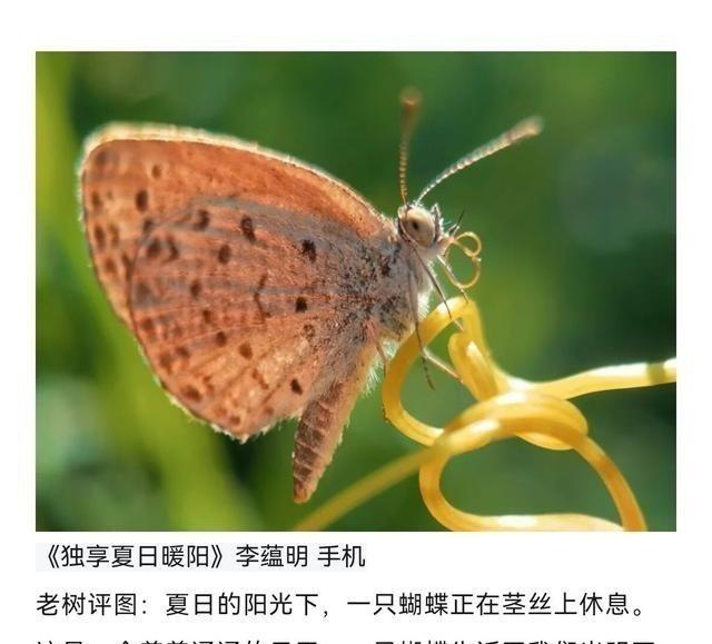手机微距摄影最容易让人误解的一件事，就是认为镜头离目标越近，照片就一定越精彩。