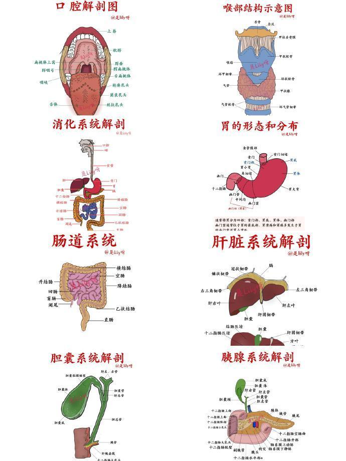 关爱身体，人体部分器官系统解剖示意图...