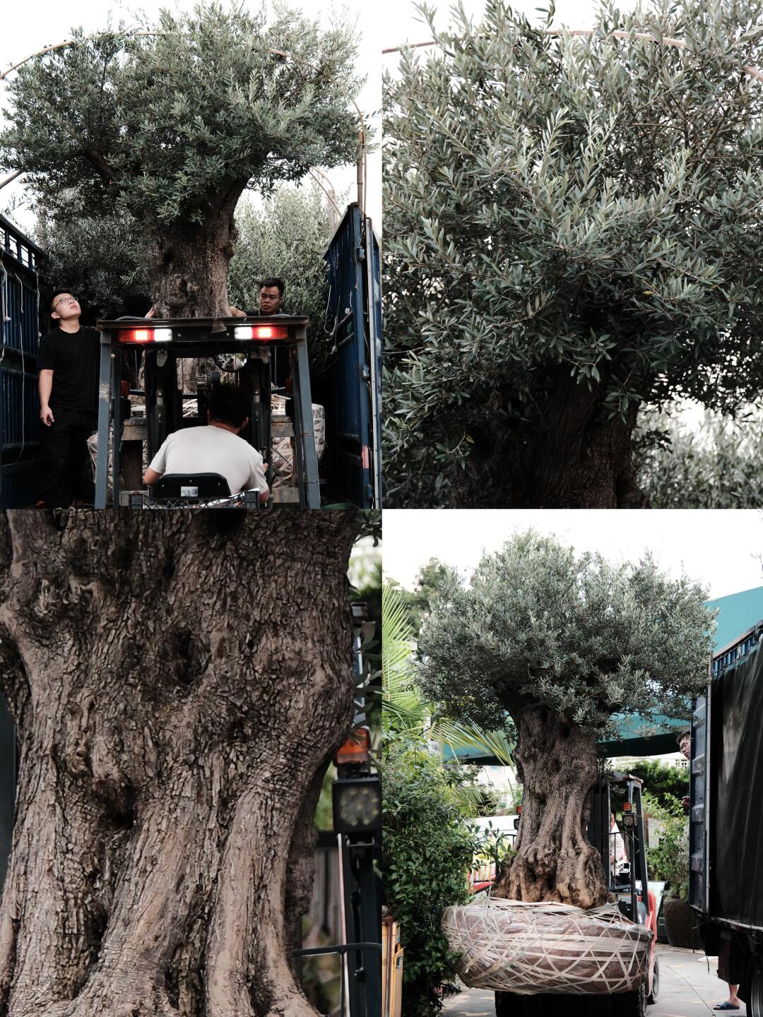 在深圳，也可以看到500年树龄的油橄榄啦！