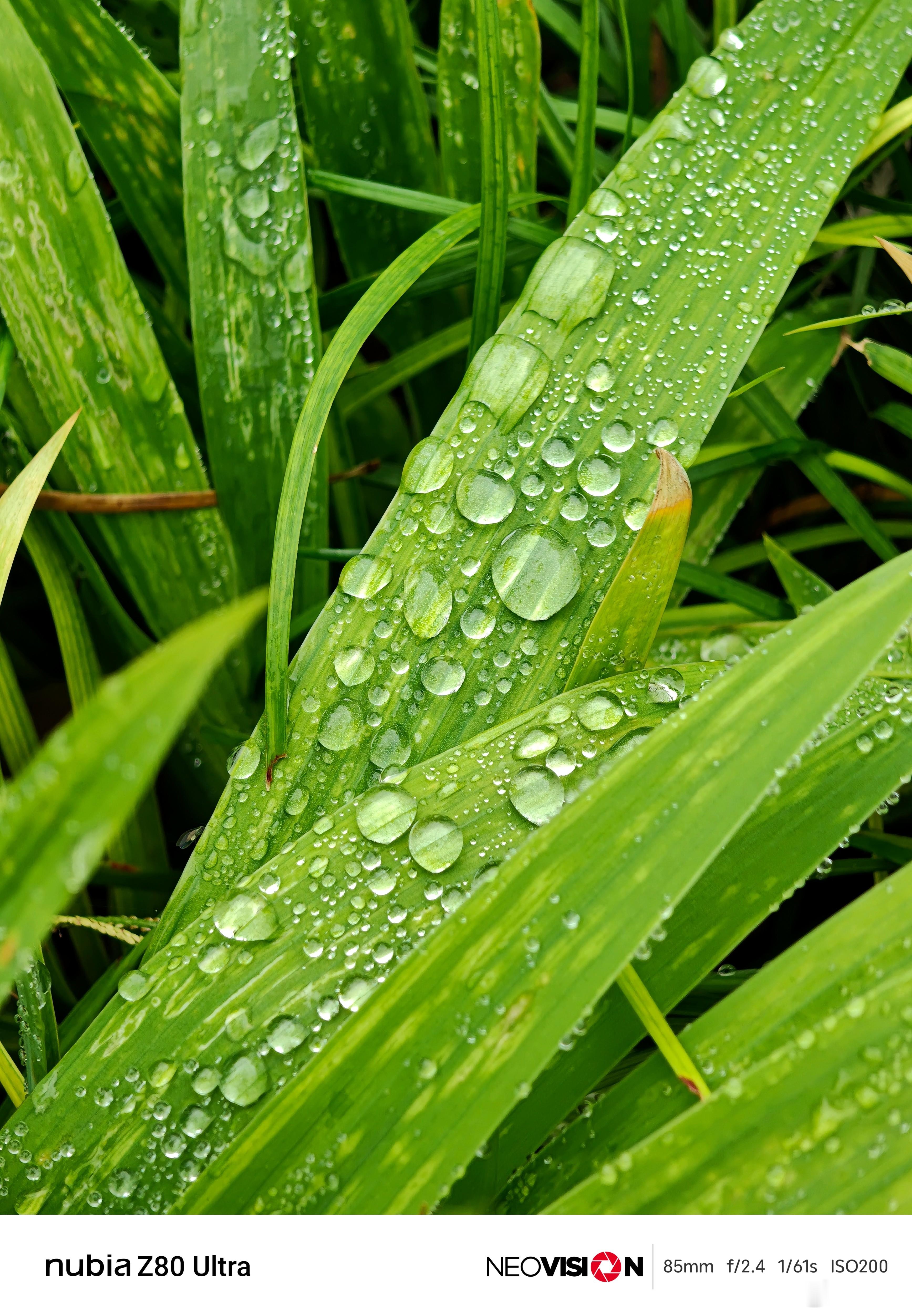 最近一直在下雨，昨晚也没给大家拍月亮……这样吧，今天用努比亚Z80 Ultra给