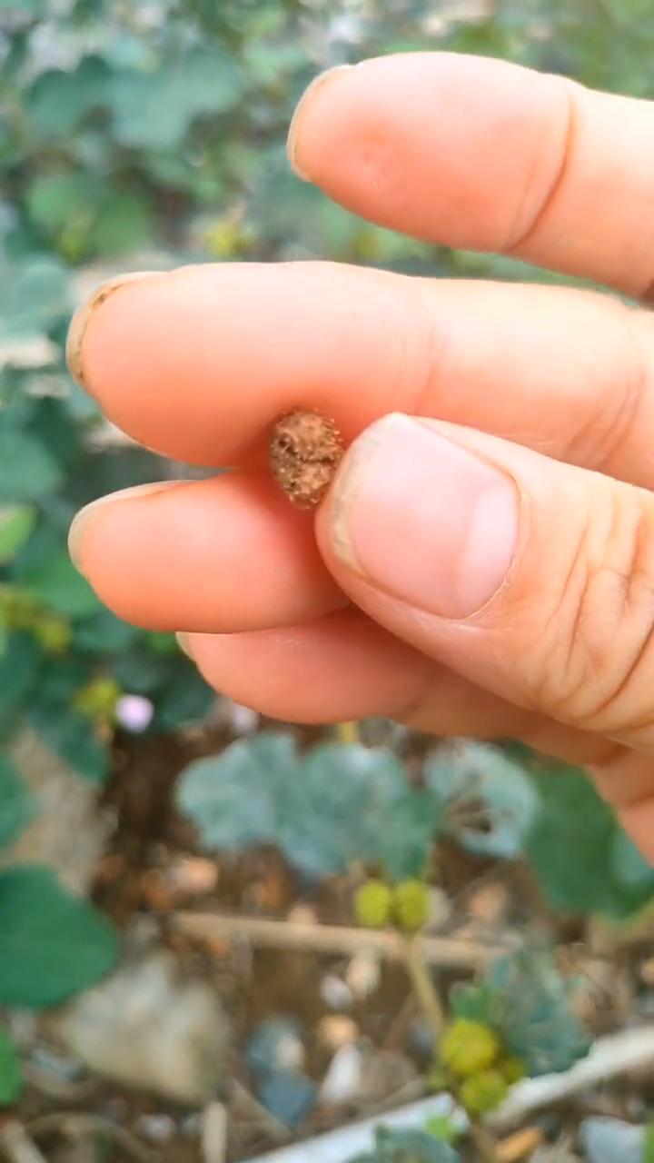 拦路虎。
这可是大自然中的宝物，务必认识一下，它就是地桃花。成熟果实，带沟刺，很