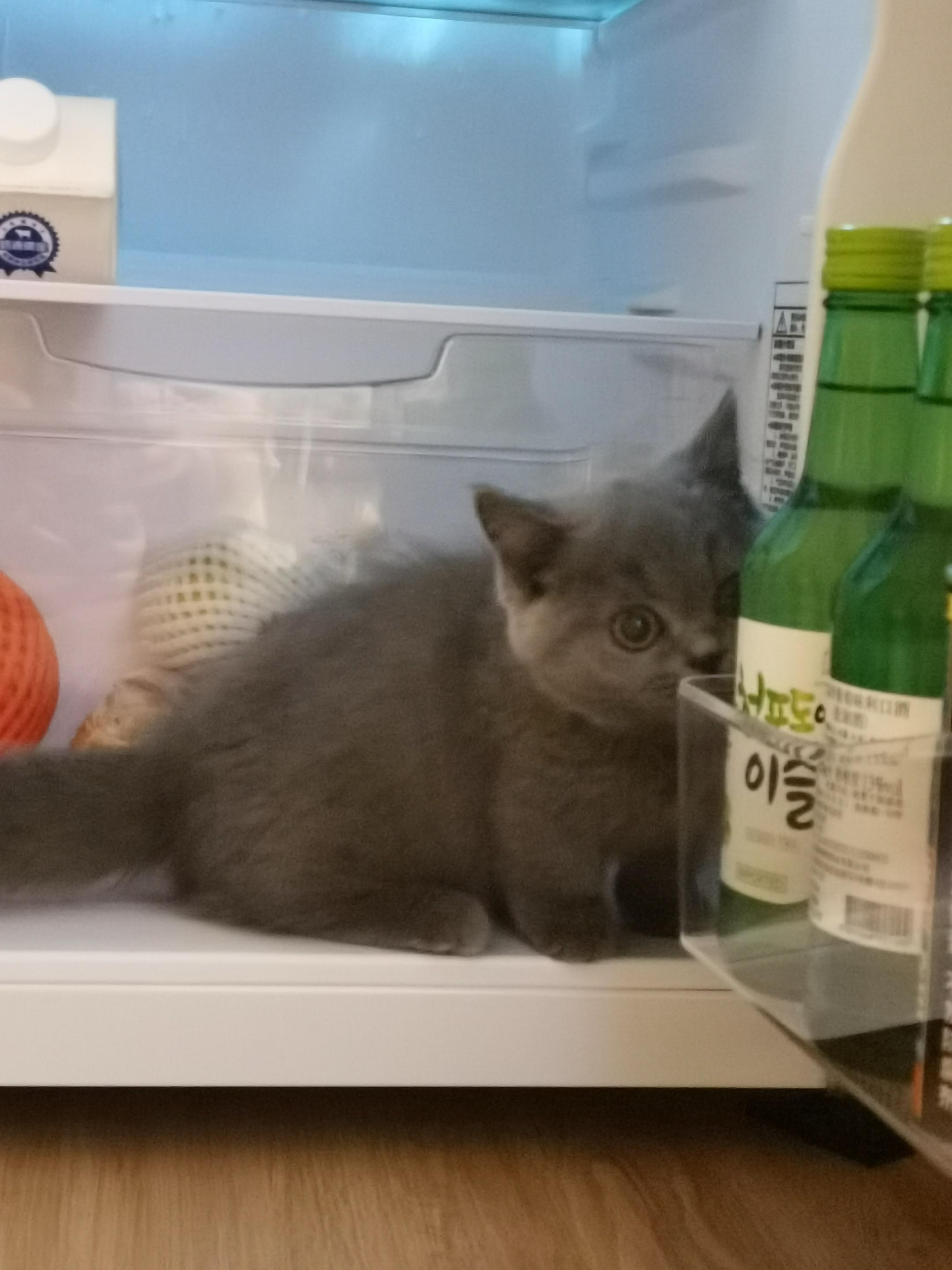 芝麻啾啾奶茶牛奶各种猫猫们