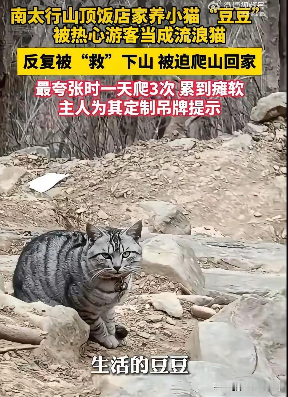 现在越来越多人真心爱护小动物，这份心意特别珍贵，但有时候没分清楚情况的爱心，反而