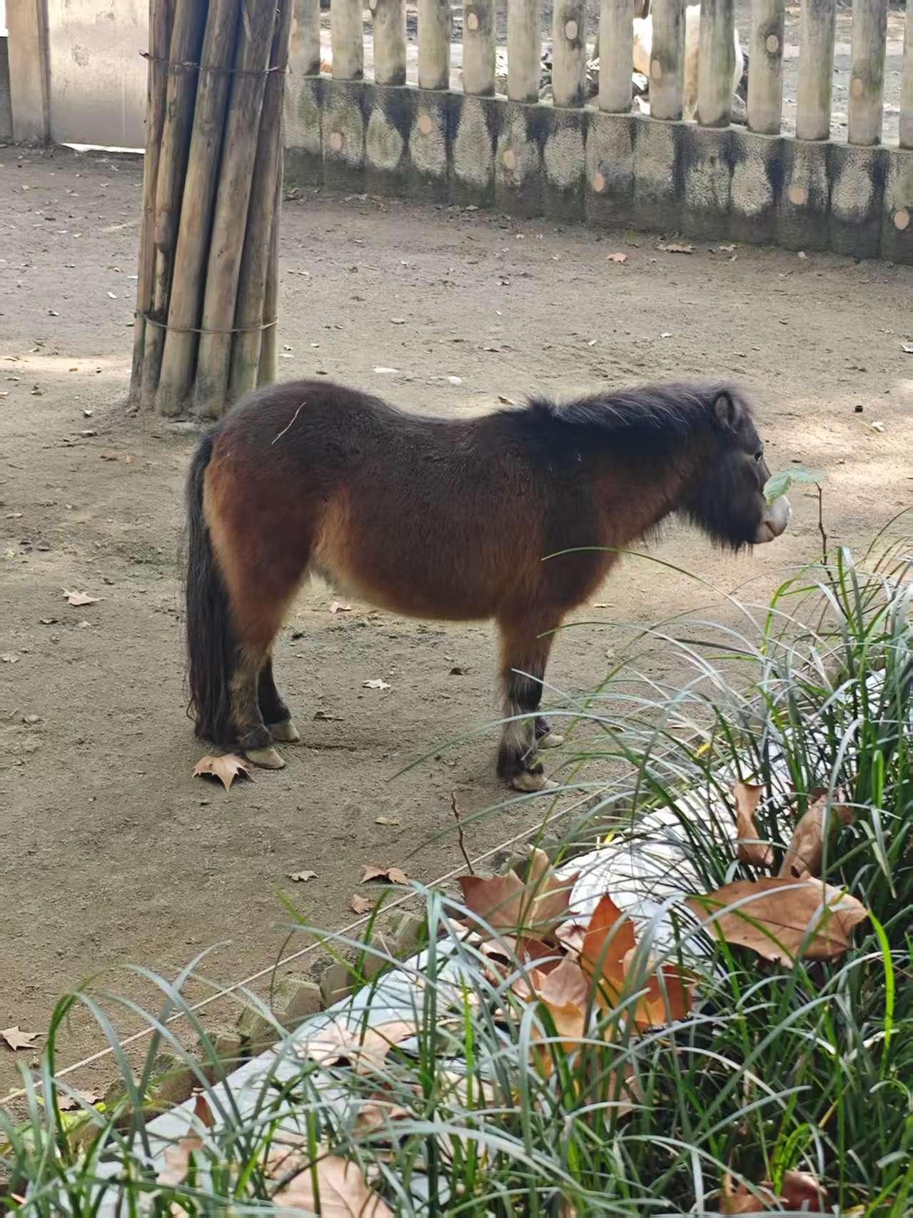 对于游客来说，这里是欣赏动物的乐园。
对于动物来说，这里是难以逃脱的牢狱。
【成