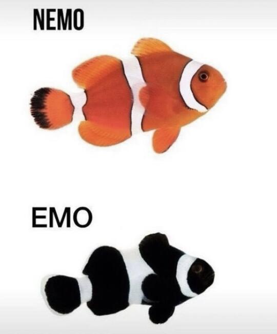 🐟🐠英文梗图&冷笑话