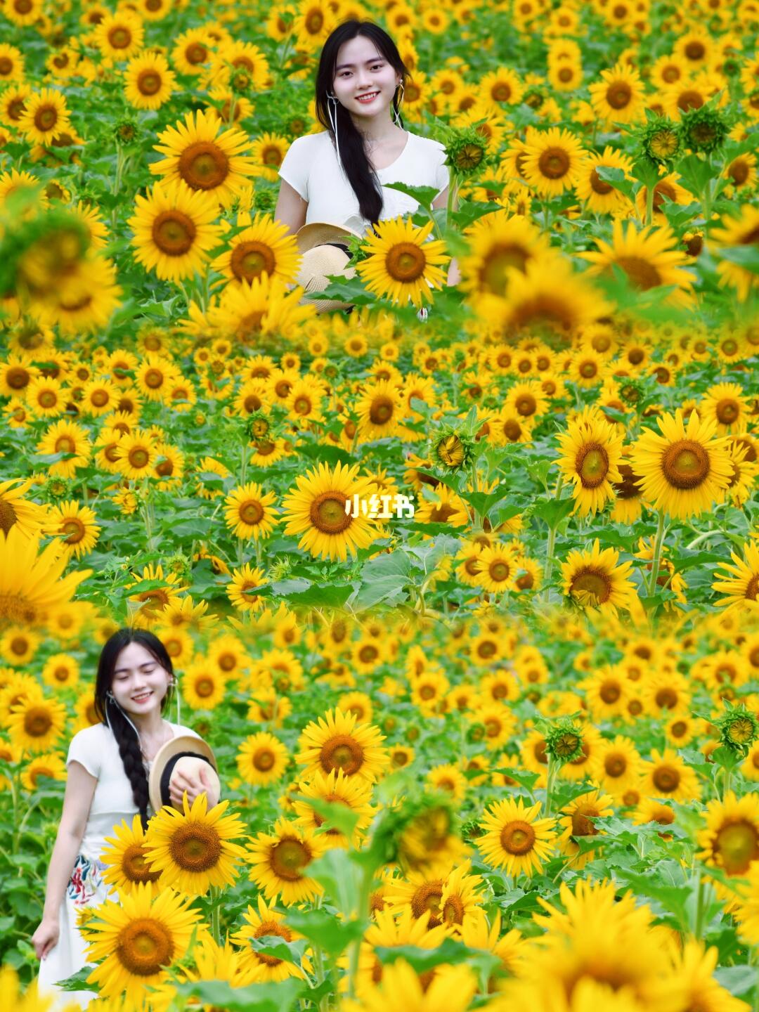 南昌花海🌻向阳而生 逐光前行 心有暖阳