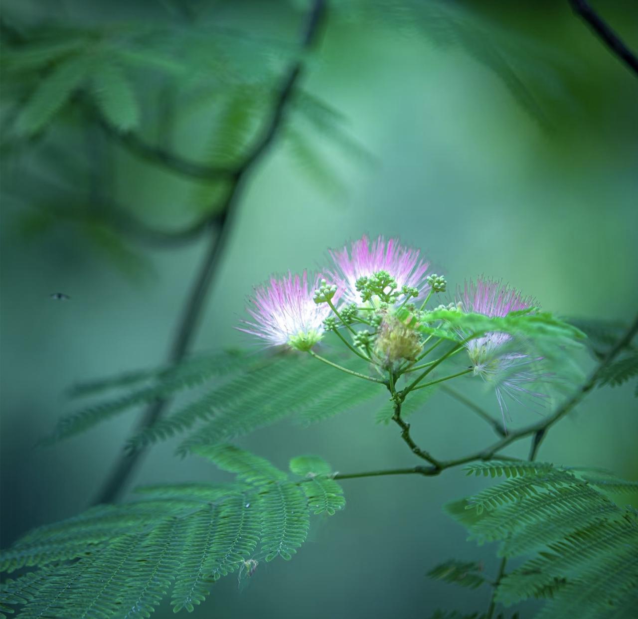 《合欢花》
红绒一树逞芳姿，雨打风吹能几时。
静水闲观云影淡，空枝独对夕阳迟。