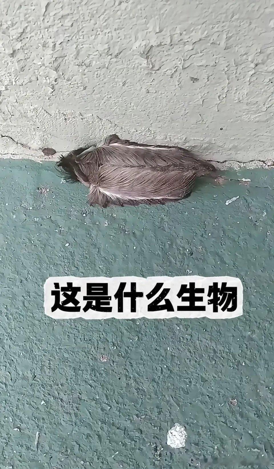 早上起来，院子发现这个你们认识吗？ ​​​