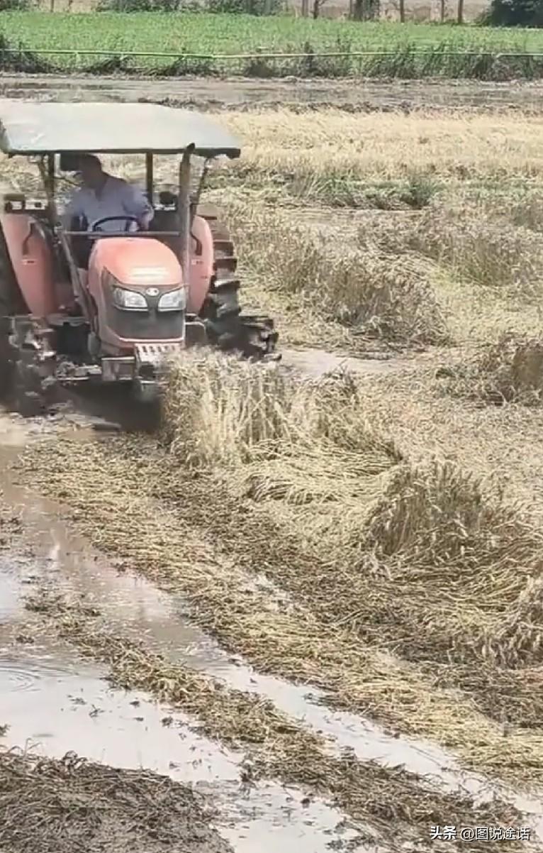 看着倒伏在雨水中的小麦就心疼！今年5月下旬，湖北遇大雨大风，部分麦田倒伏、麦粒发