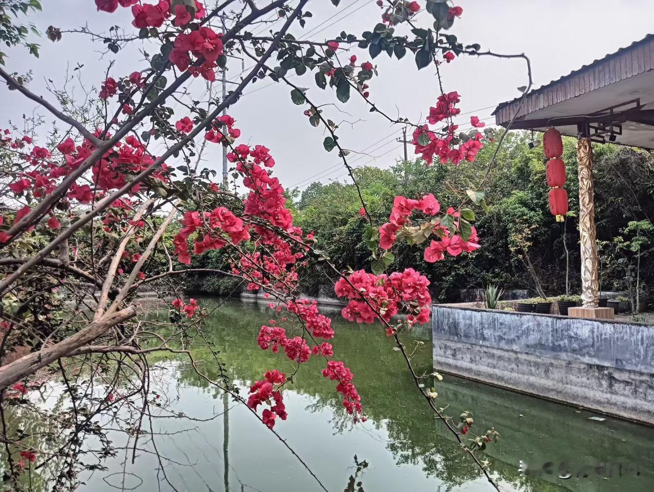 说出来你们可能不信，
今天下馆子，老板怕我缺蛋白质，
两盘菜各送一只苍蝇！

环