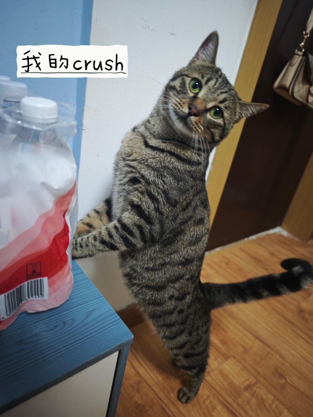 世界不能没有小猫咪。