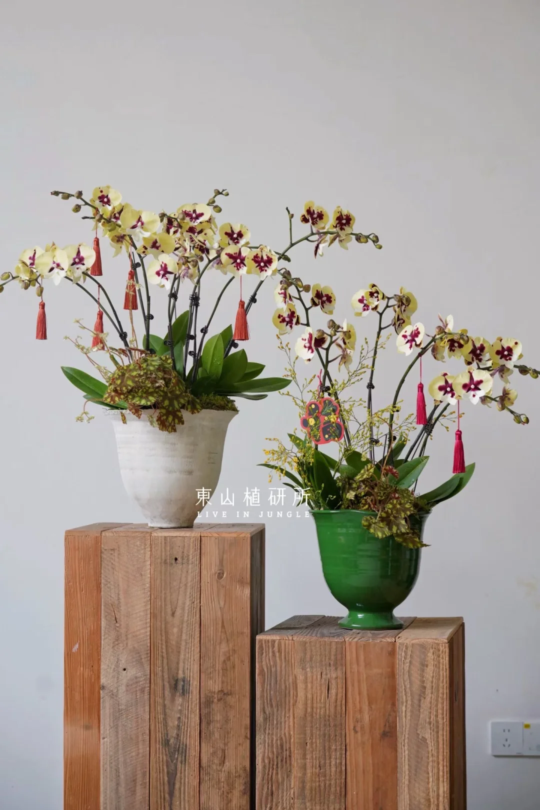 蝴蝶兰年宵花｜斑纹家族的魅力