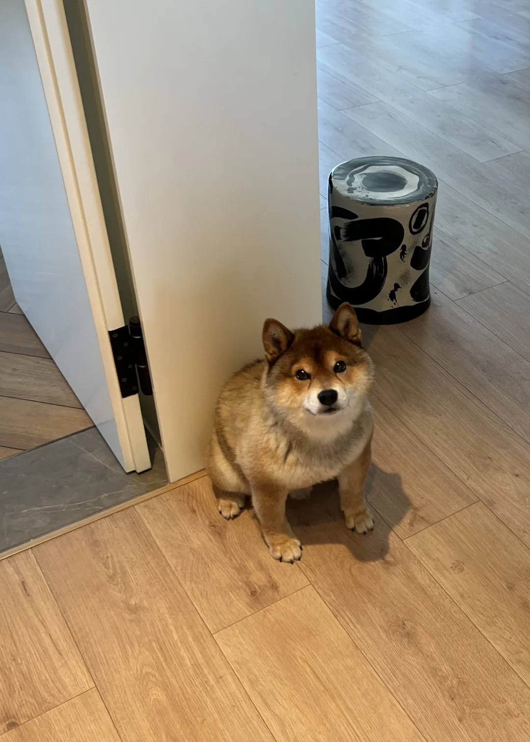 🐶：你好，我吃一点
