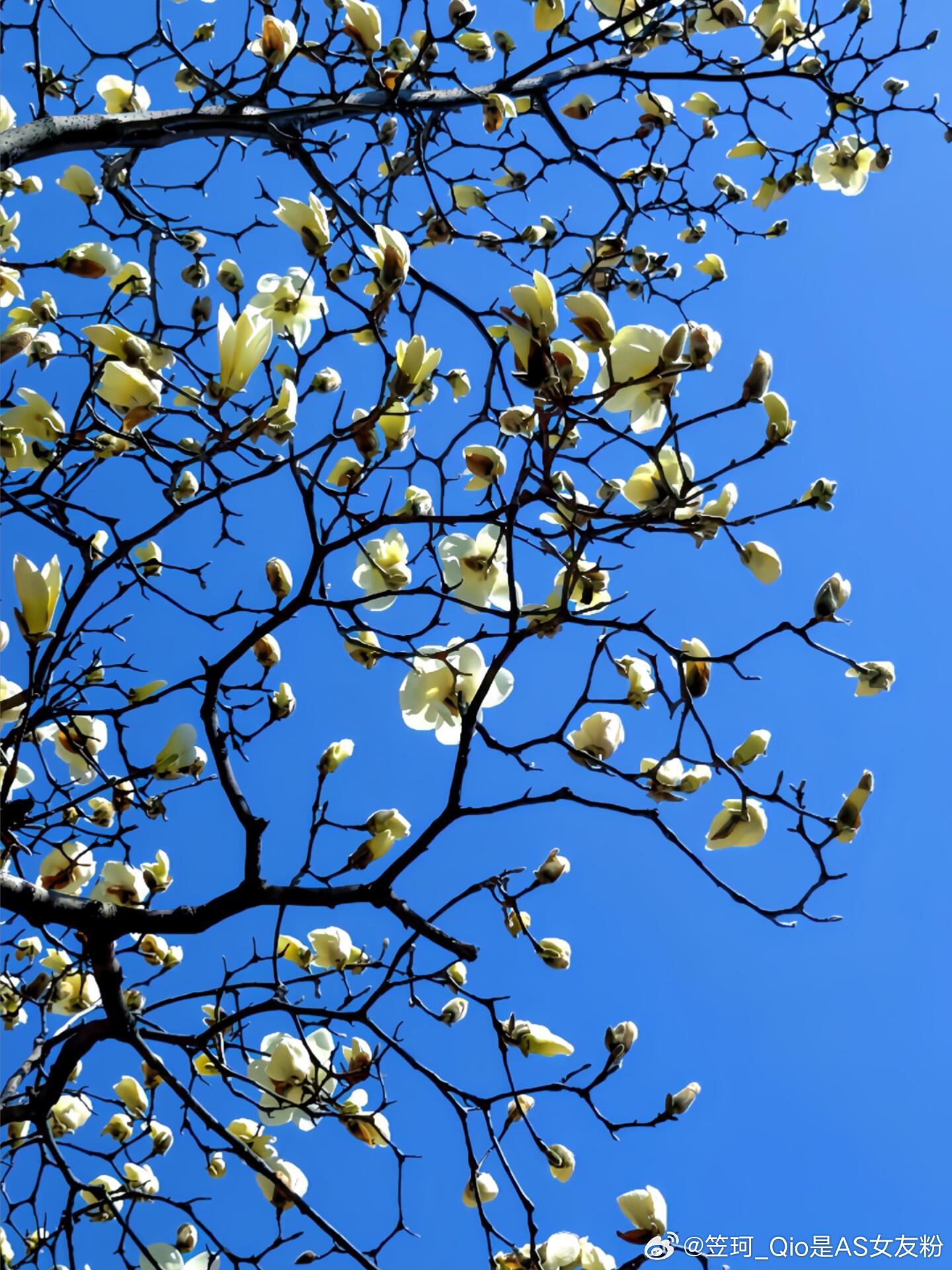 母校玉兰花打卡