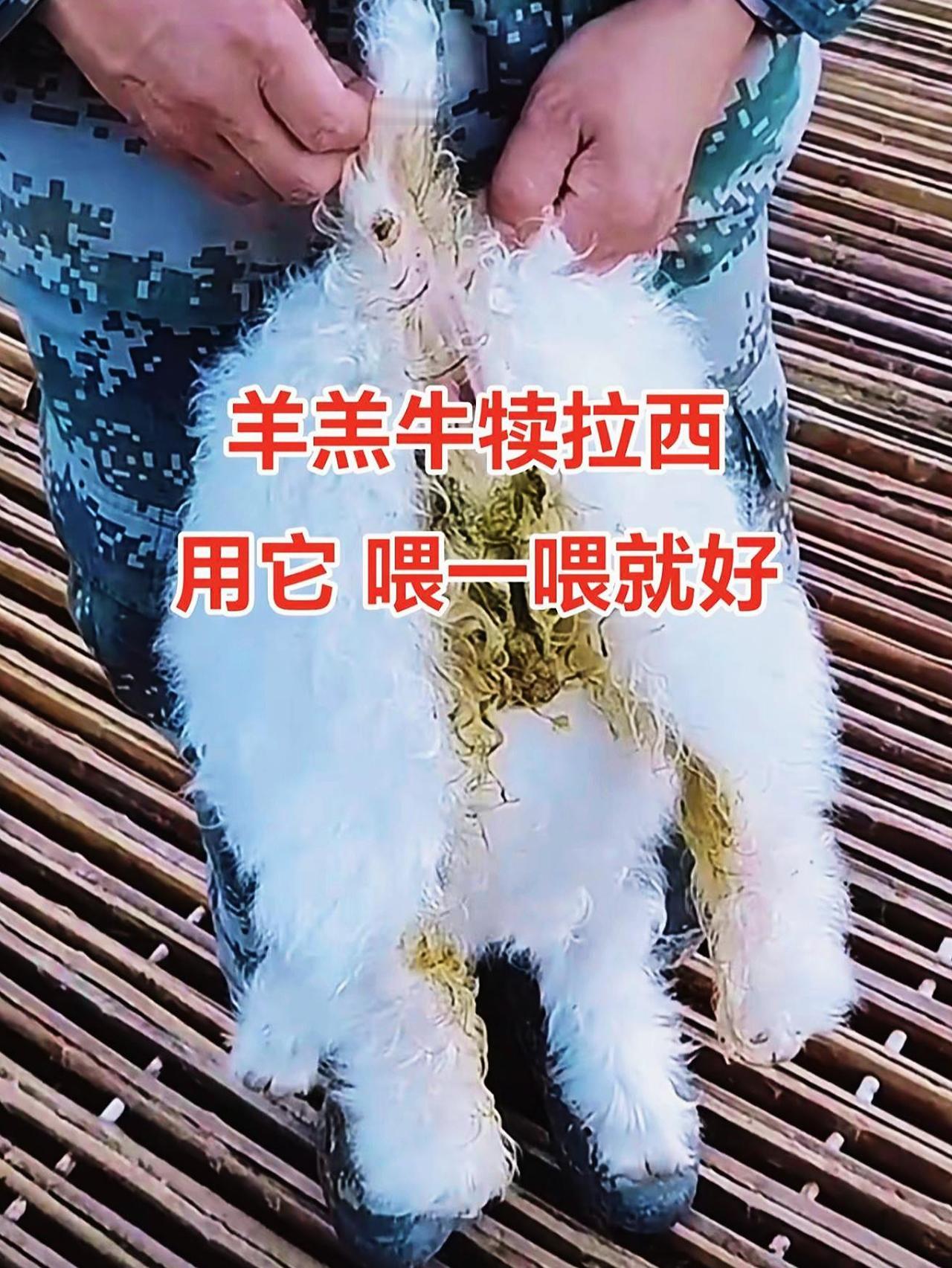 养羊人 农村养羊 牛羊养殖