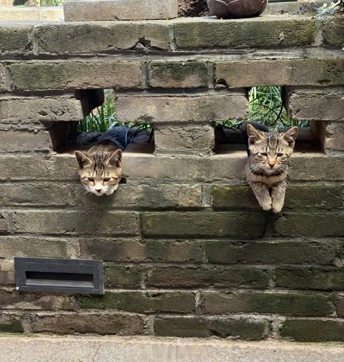 猫咪专属卡坐 ​​​