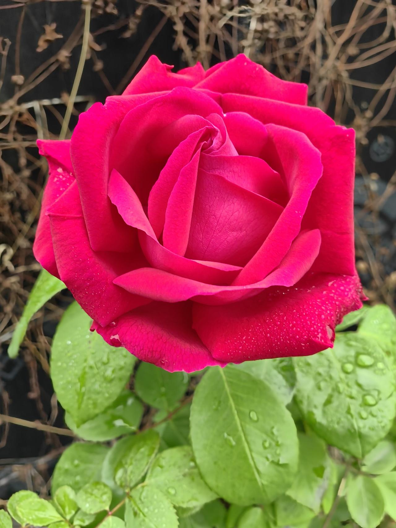 我一从小就分不清楚，到底什么是玫瑰，什么是月季。
像这个到底是月季还是玫瑰呢？