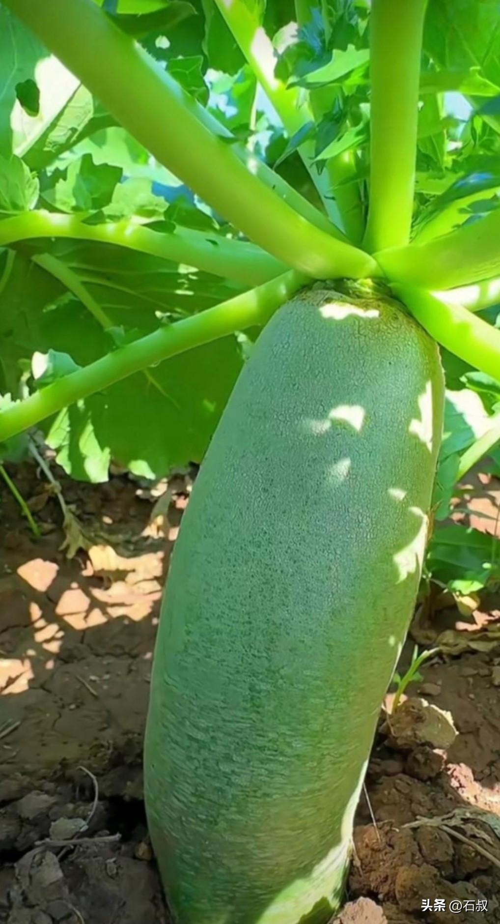 想吃到脆甜萝卜，采收时机别搞错

不少菜友发现，早拔的萝卜吃着发辣，等到霜降、经