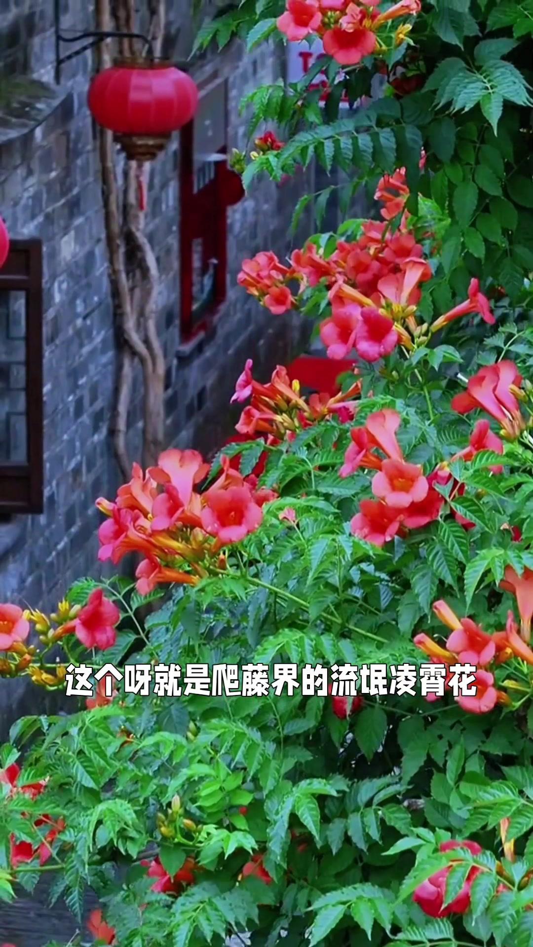 这个爬藤界的"流氓"凌霄花真的名不虚传，遇树上树，遇墙爬墙，给面梯子就能爬上天。