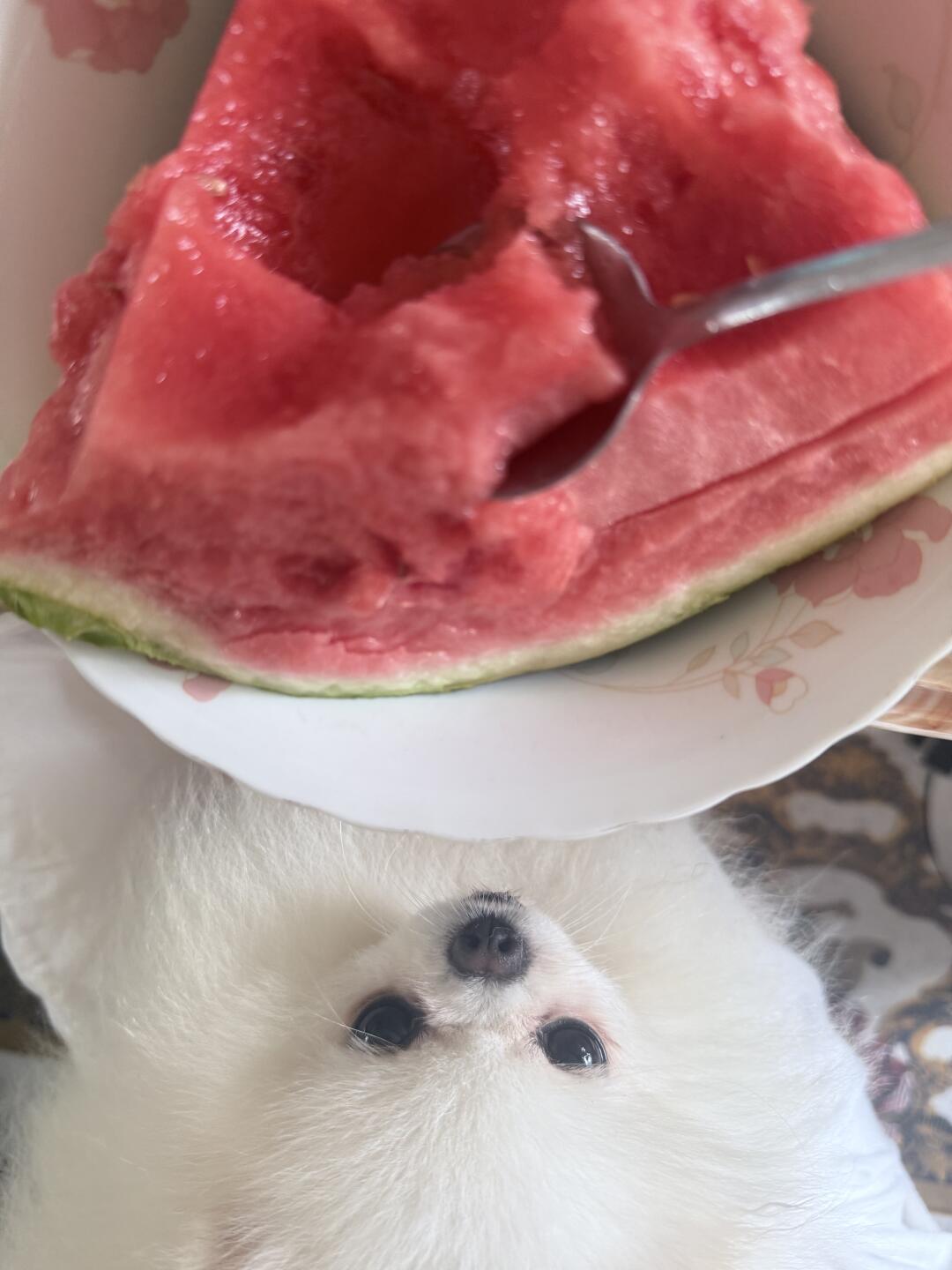 麻瓜睹瓜