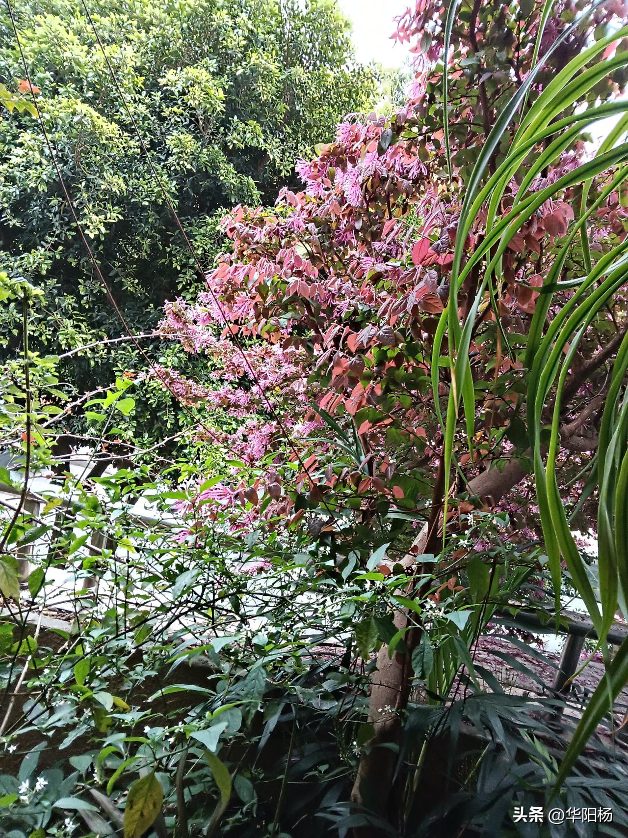 可以用豆包AI评价自己的头条号了。

我输入“评价一下头条号华阳杨”，显示以下内