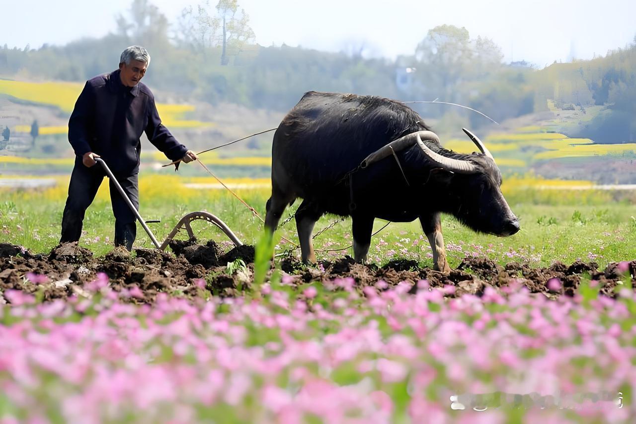 现在农村土地撂荒确实成了大问题。2020 年我国耕地撂荒总占比超 20%，粮食主