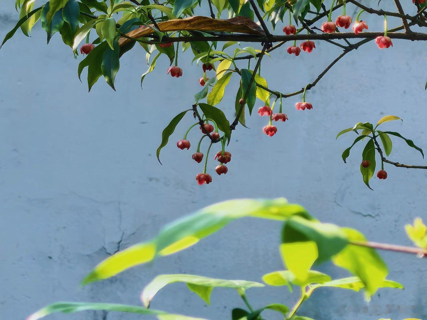 姑苏的春日浪漫，是藏在白墙黛瓦间的孩儿莲给的。倒垂的小红灯笼，在光影里轻轻晃，像
