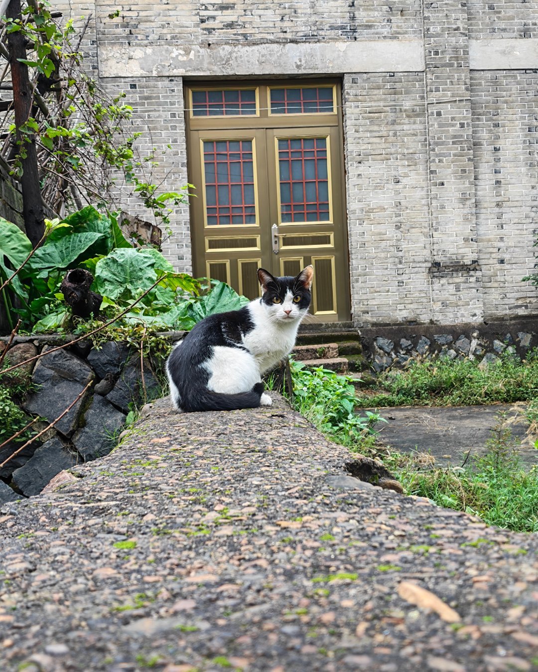 回眸(猫)一笑百媚生！荣耀Magic8撸猫不错吧赶脚这猫咪有灵性呀。看到我想拍照