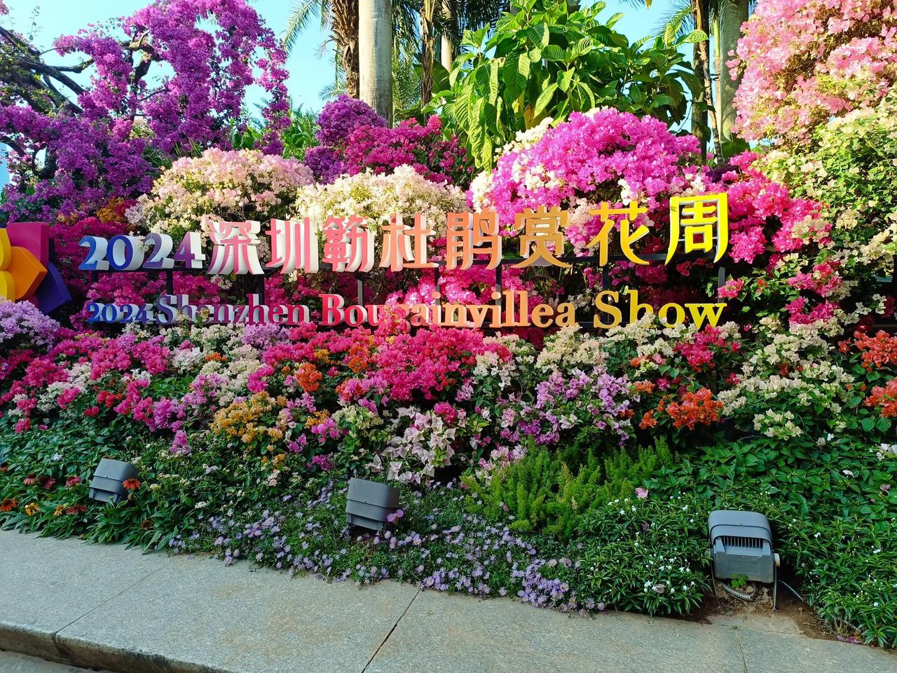 #随手记录冬日风景# 
莲花山簕杜鹃赏花周
先睹为快[赞][赞][赞]
绚烂花海