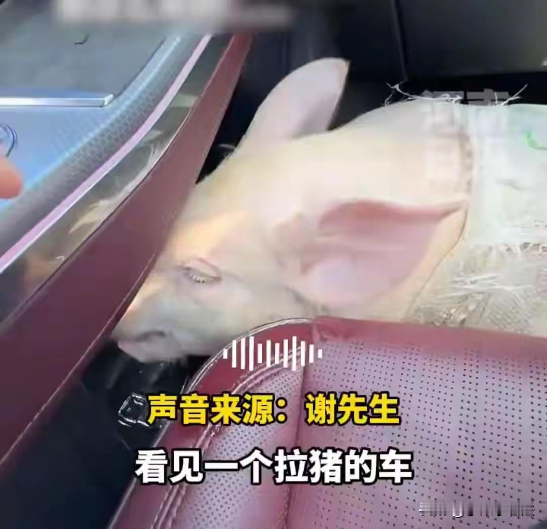 善良遇见美好！河南信阳，男子开车返乡途中看到一大货车装满了生猪，天气闷热炙烤，货