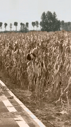 你们瞧瞧！
一女子从玉米地走出来
满脸透着心满意足，可定睛一看
她脚上高跟鞋那叫