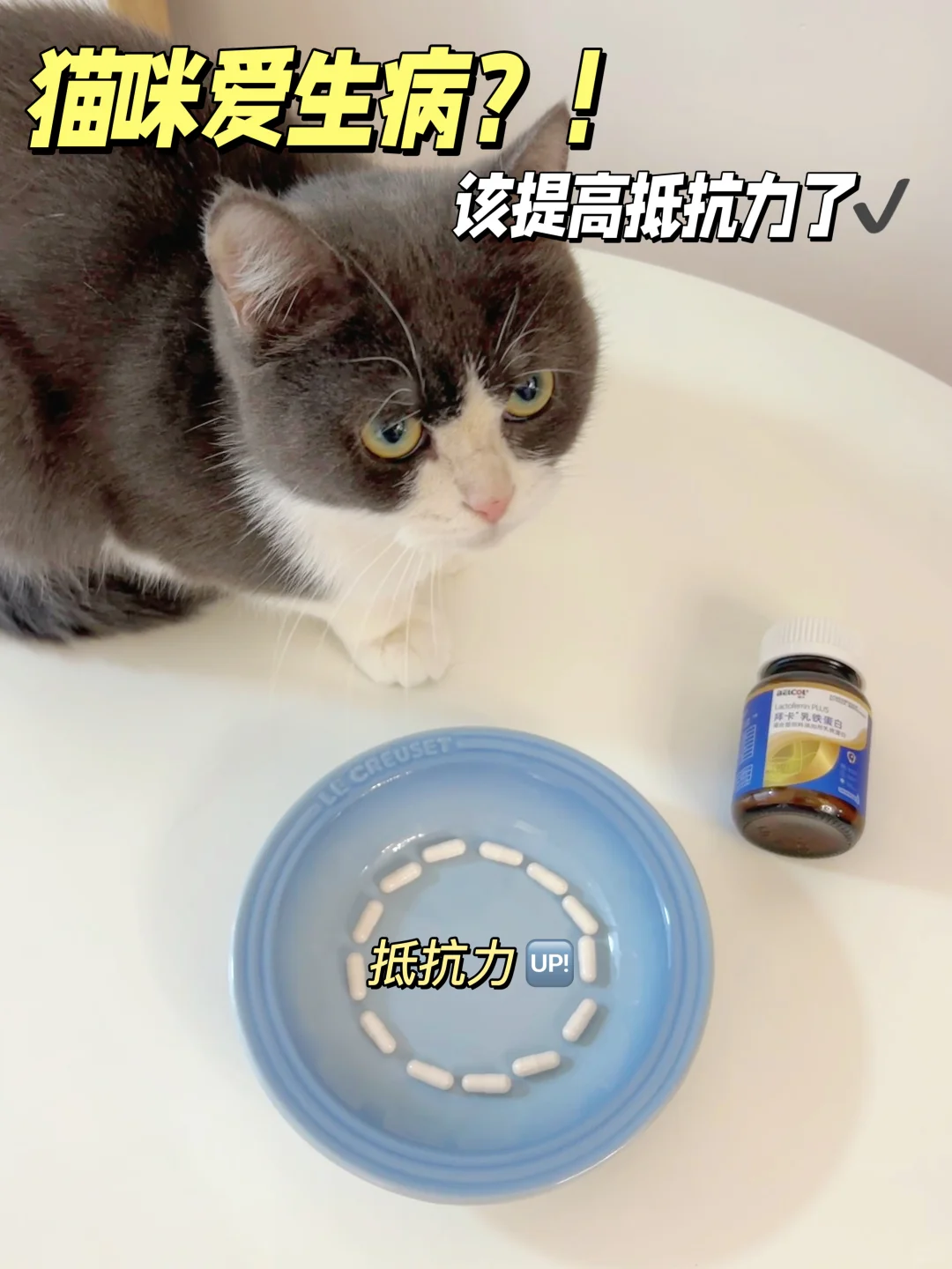 猫咪总是生病怎么办😷？