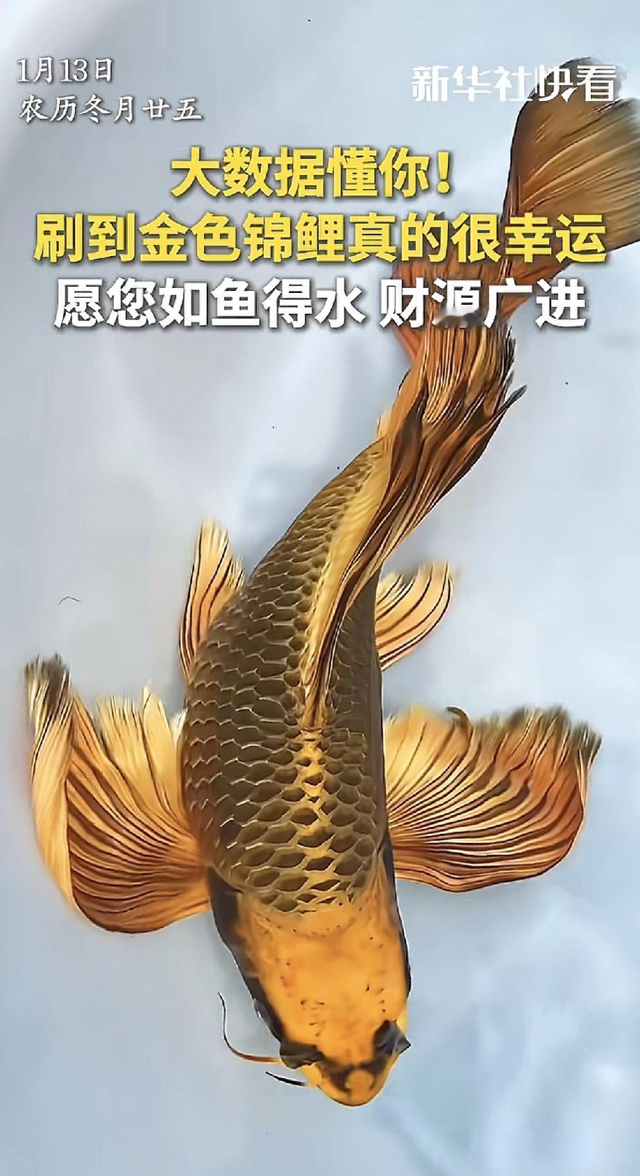 哇！今天刷手机，一条金闪闪的大锦鲤突然跳出来，尾巴一甩，水花里好像都带着财气！