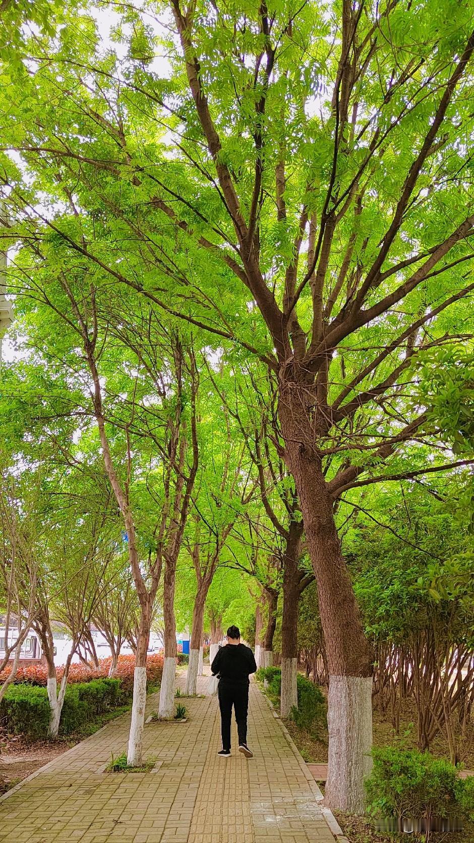 春日街景
        春风轻拂，街巷便悄然换上了新装。路边草木抽出新绿，层层