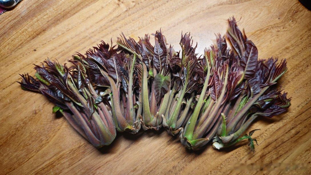 属于春天独有的味道，姑姑家香椿树每年春天的第一批嫩芽。白话好吃的 你们家那里有什