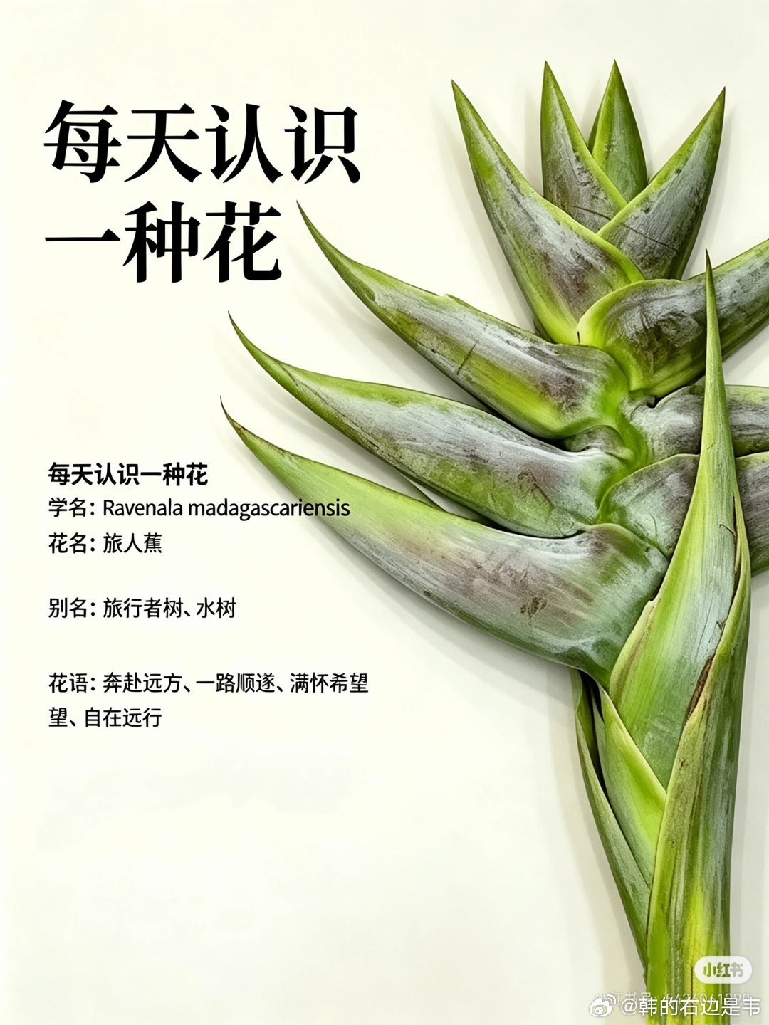 挑战每天认识一种花-旅人蕉学名： Ravenala madagascariens
