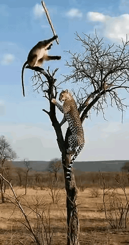 这次猴子好像跑不了了，它会爬树，豹子也会。豹子心说：老孙头你打吧，用尽吃奶力气大