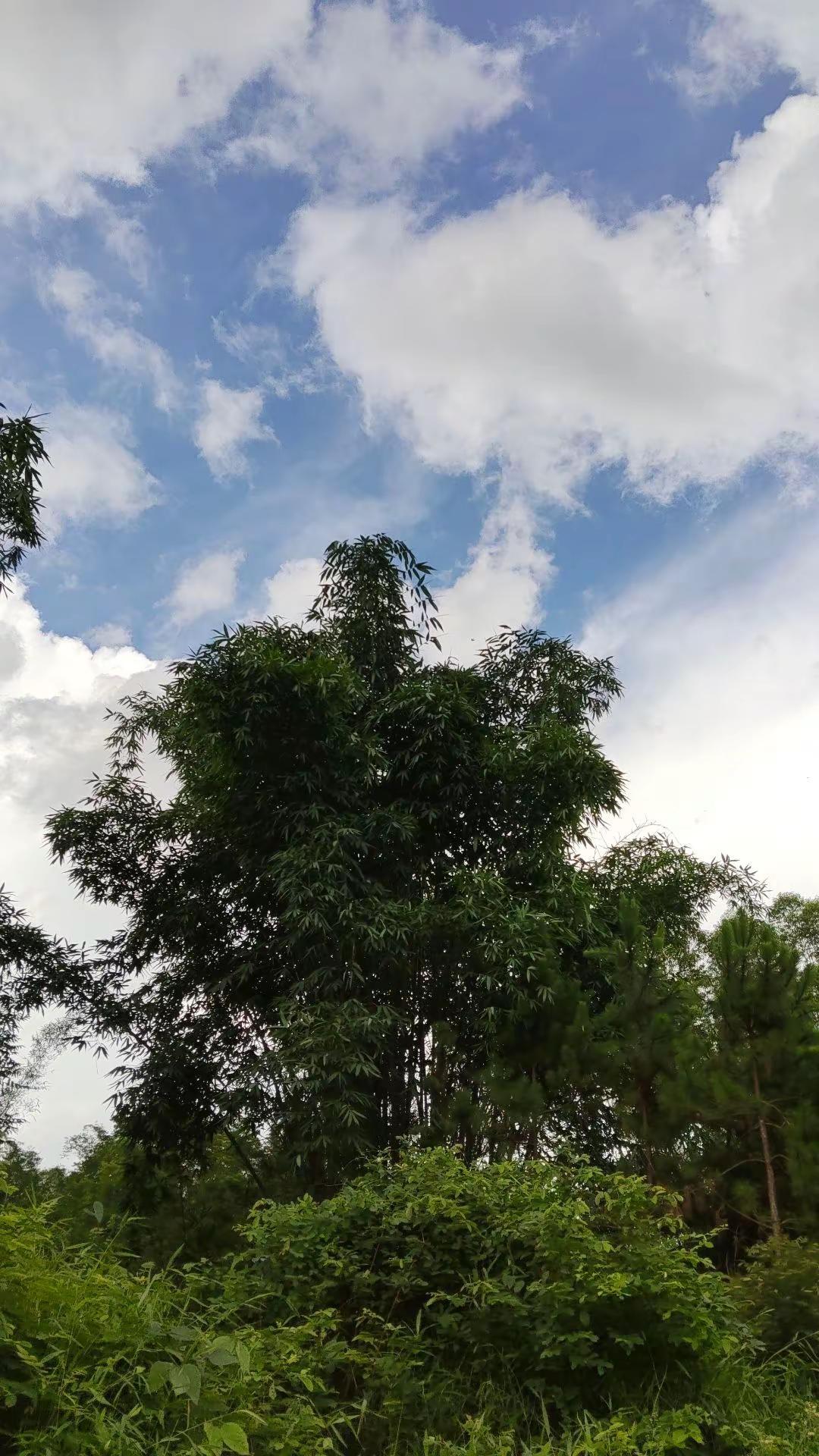 玩法合伙人计划 情绪音乐玩法新风向