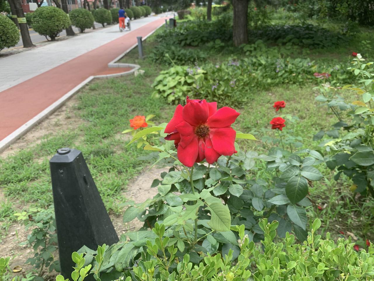 晒一张你相册里最近拍的花