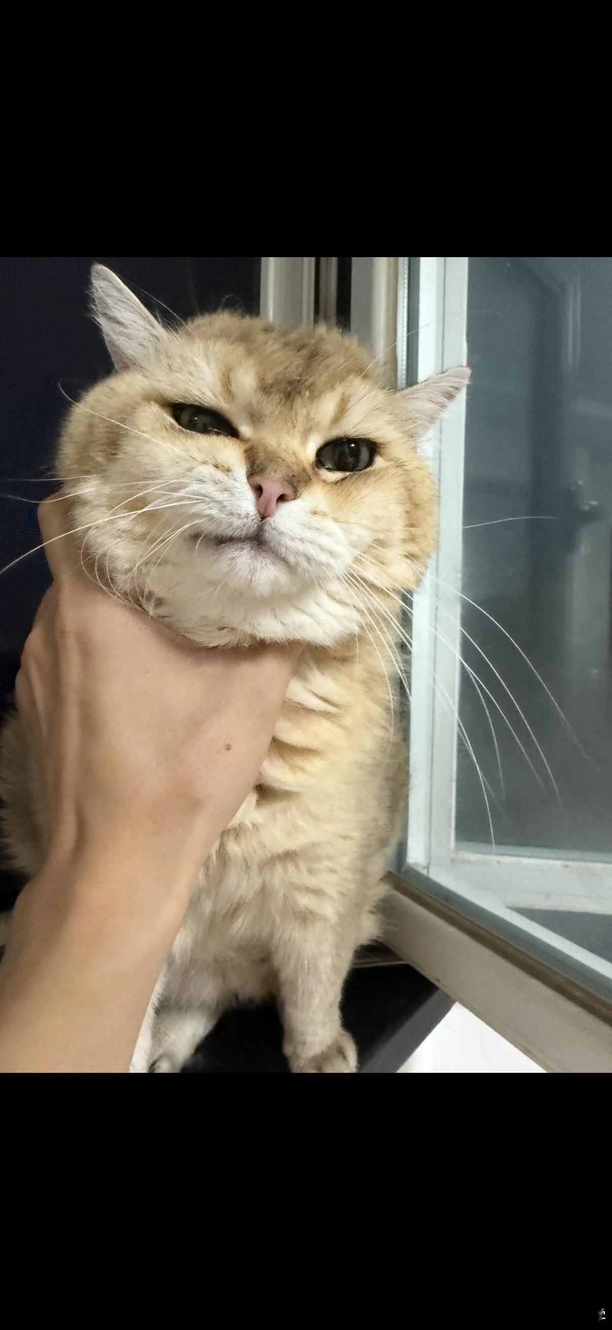 解压神器萌宠猫咪