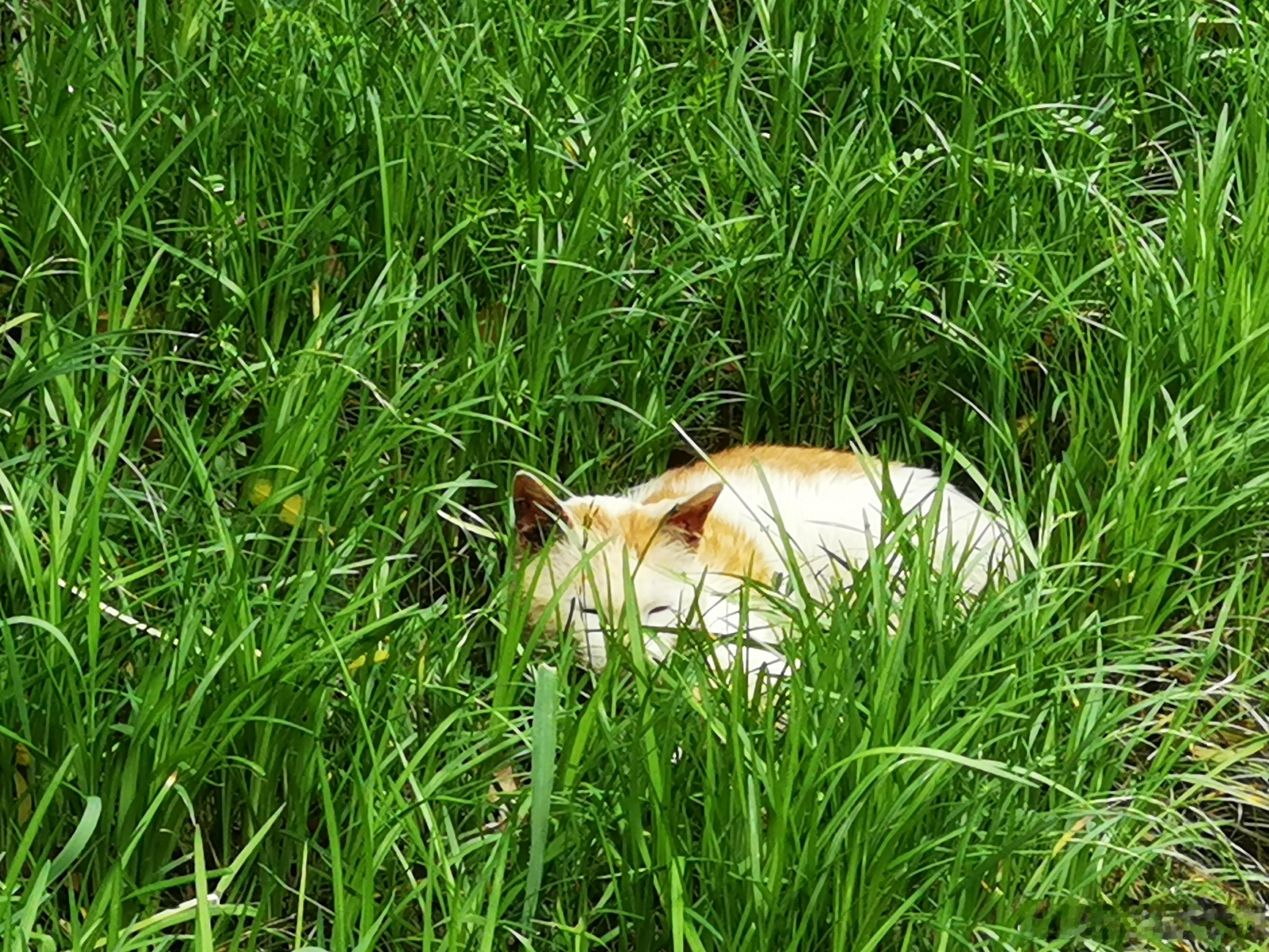 随手拍 猫咪的睡姿，很安静，也似乎很警惕……用眼睛寻找美丽江南天天拍江南手影好摄