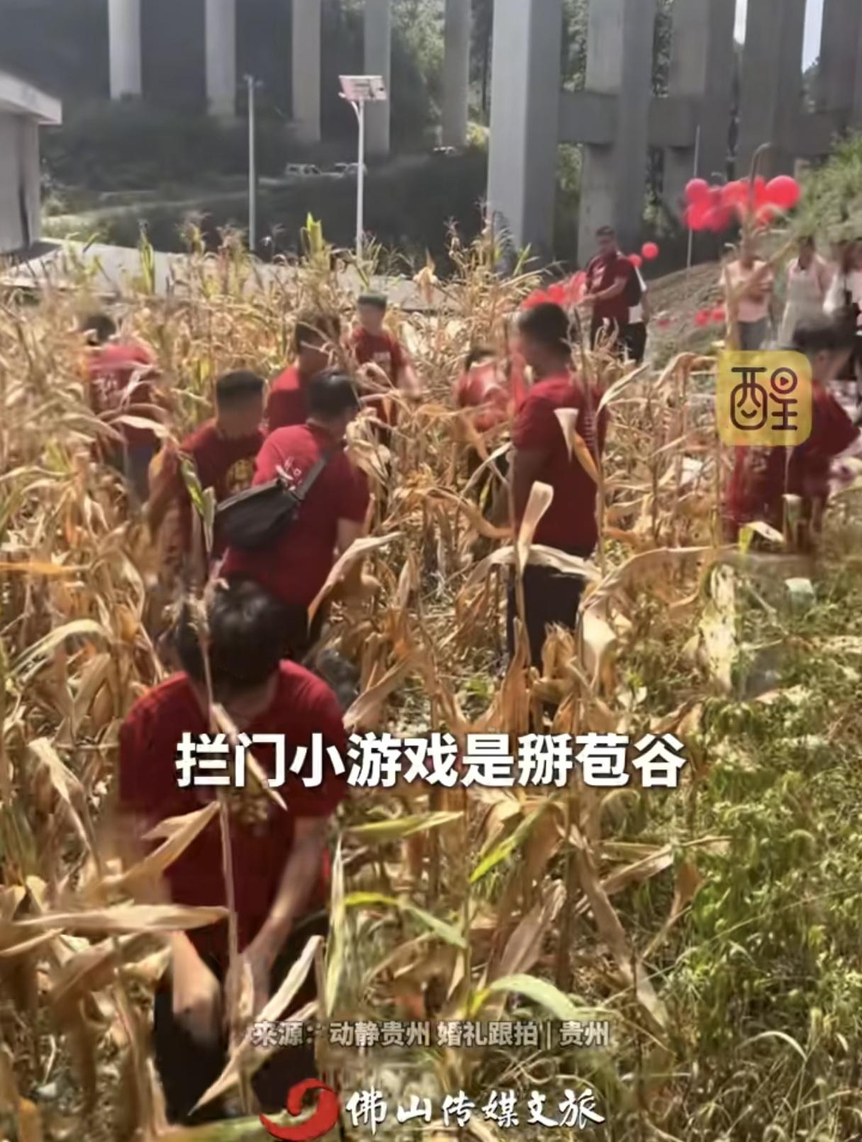 接亲有了新赛道，建议全国推广。
贵州一对新人结婚，新娘家要求掰完苞谷才能把新娘接