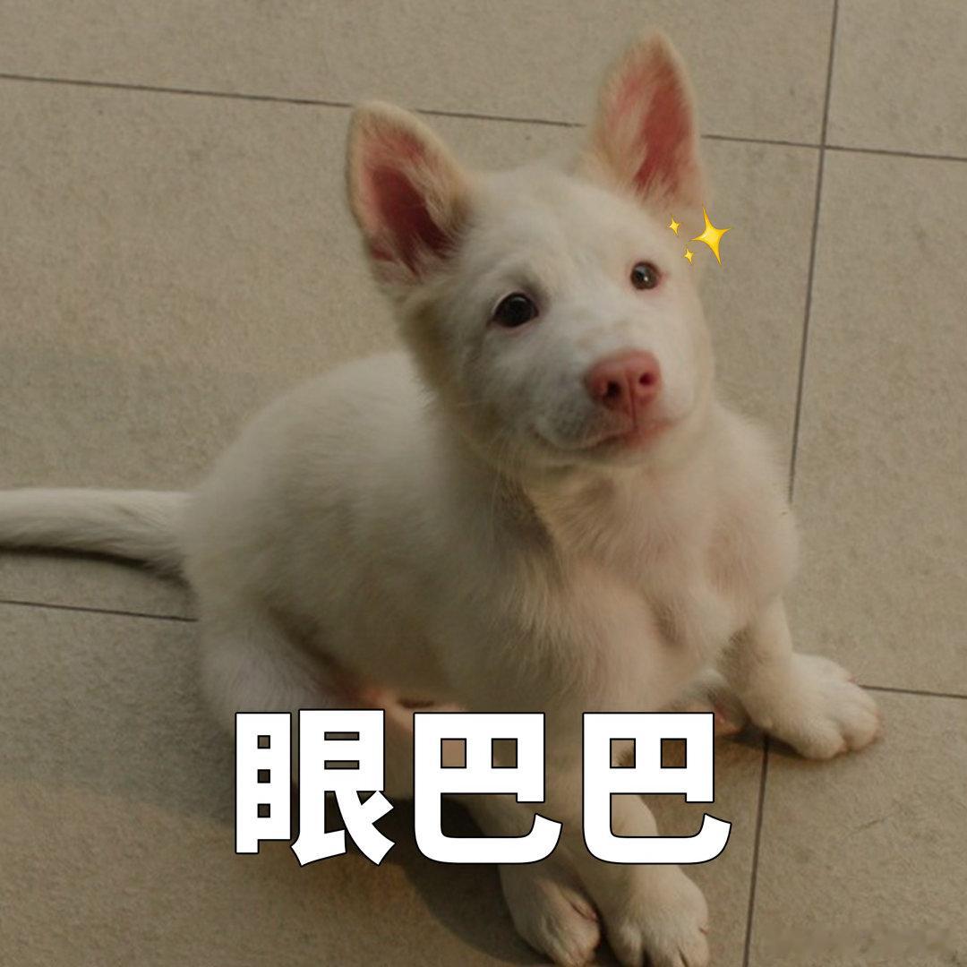 姥姥的外孙团队新作心犬相随定档 这谁能扛得住修勾，626我冲了。白毛粉鼻的小可爱