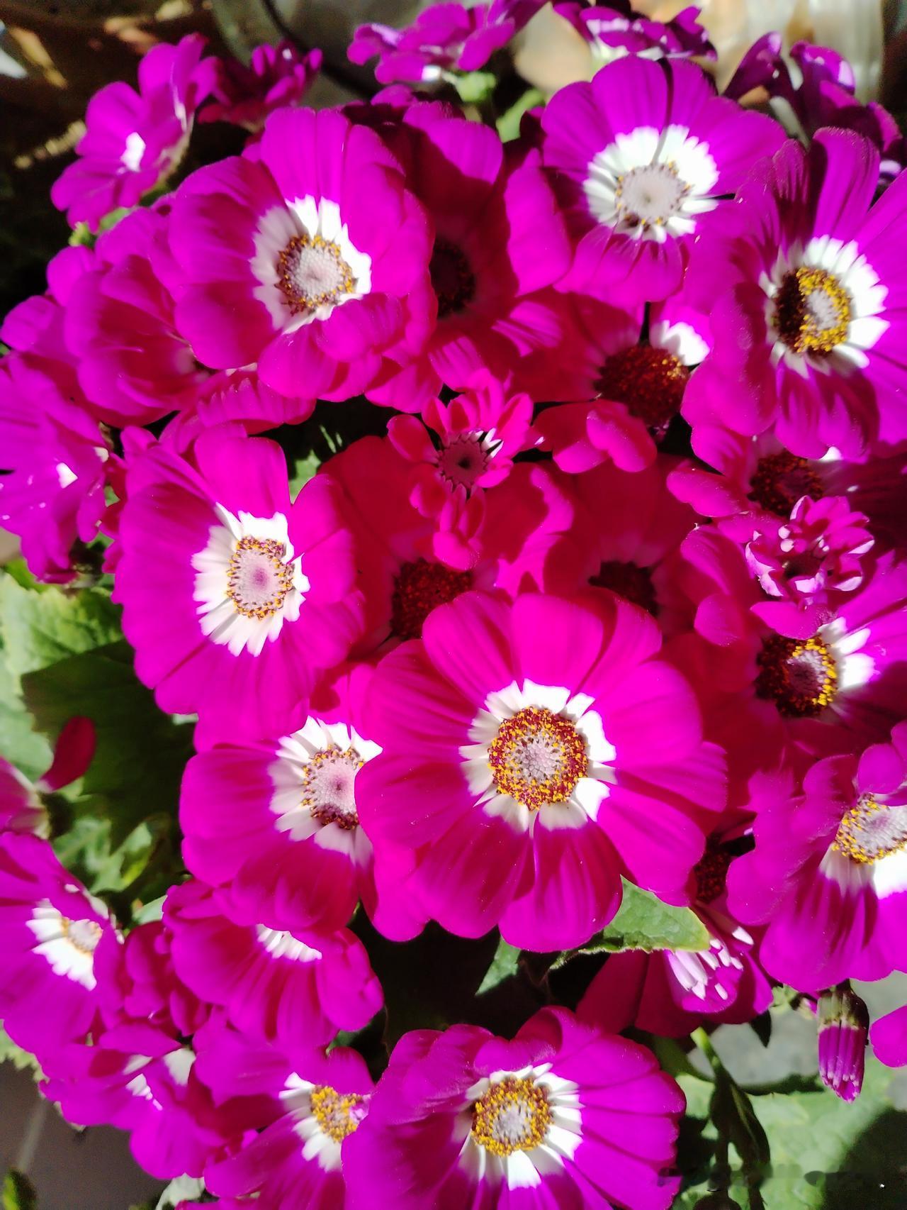 分享随拍艳丽的小花花