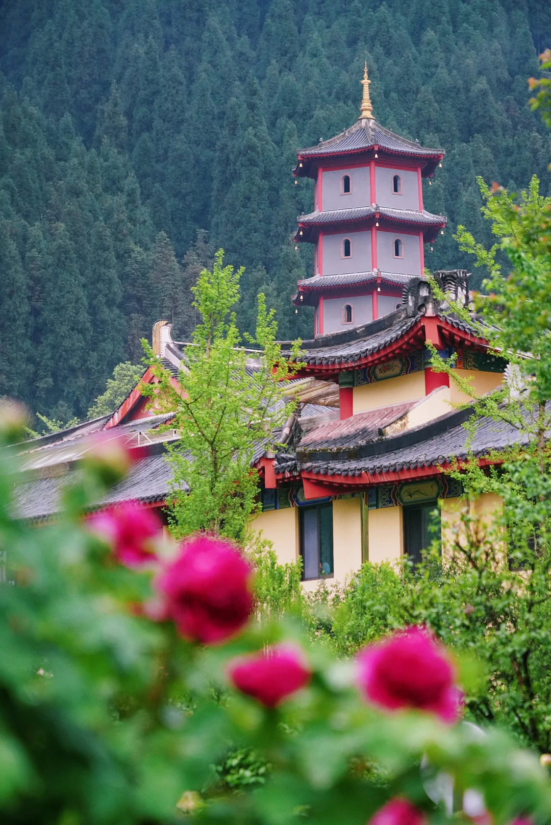 不用去洛阳🌺成都1.5h邂逅古寺牡丹绝美仙境