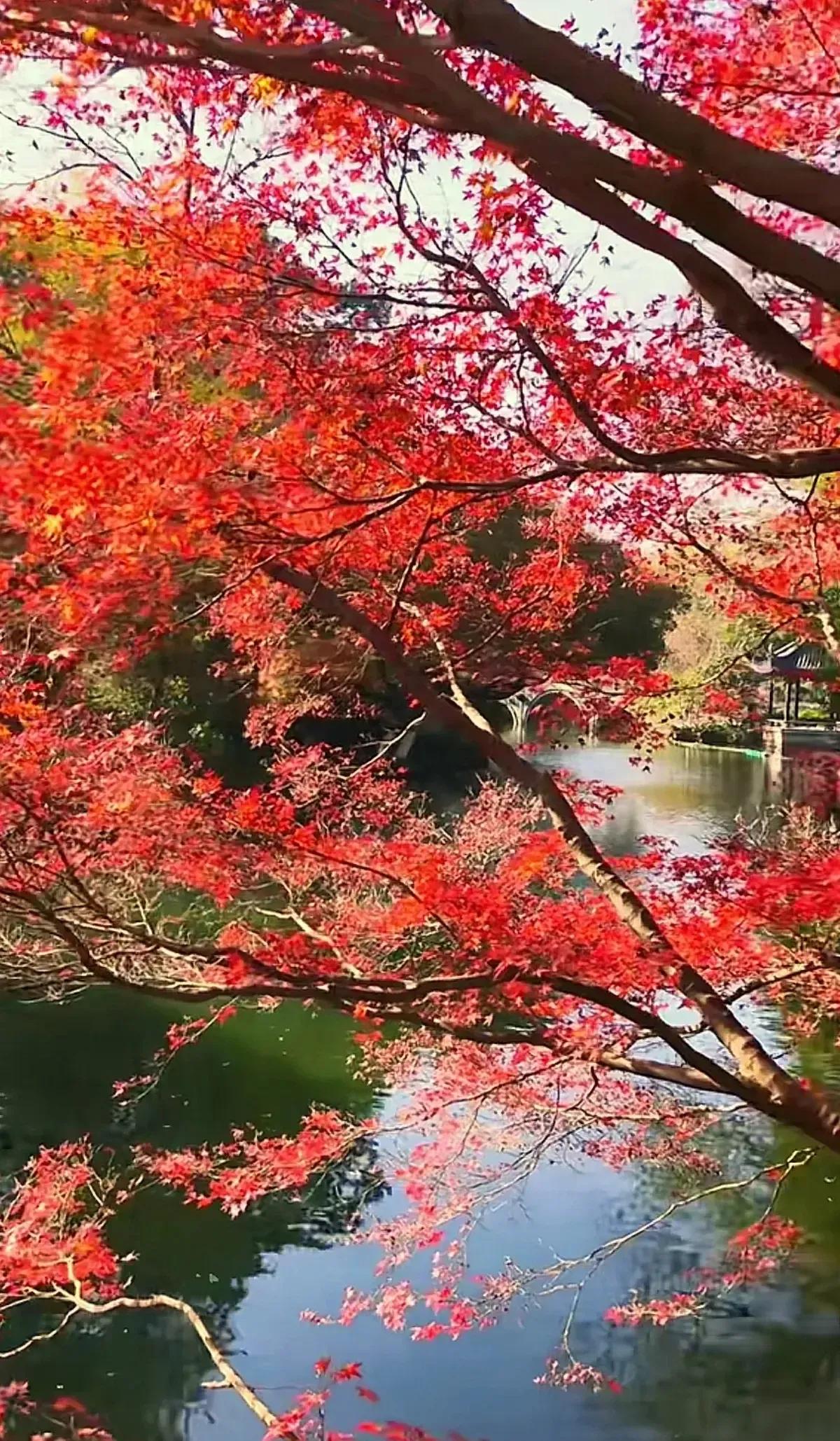 秋意渐浓，红叶映湖，美不胜收！🍁🍂🌳公园秋季美景 浅秋的公园美景 身边秋色